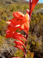 Watsonia tabularis