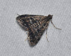 Elophila tinealis