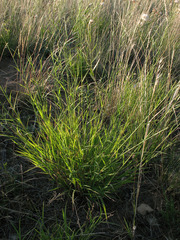 Cleistogenes serotina