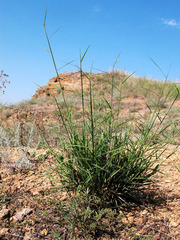 Cleistogenes serotina