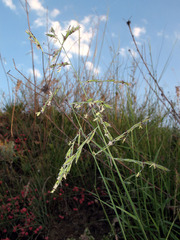 Cleistogenes serotina