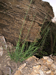 Cleistogenes serotina