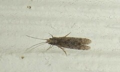 Ecnomidae