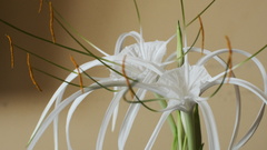 Hymenocallis speciosa