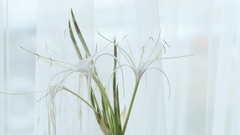 Hymenocallis speciosa