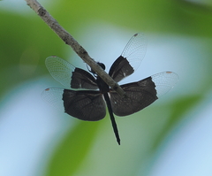 Rhyothemis resplendens