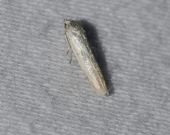 Haplochrois bipunctella