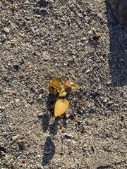 Dioscorea fastigiata