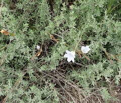 Prismatocarpus campanuloides