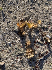 Dioscorea fastigiata