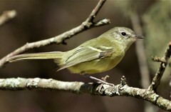 Phylloscartes ventralis