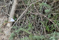 Prismatocarpus campanuloides