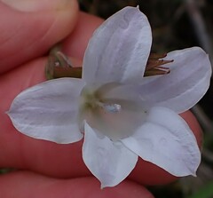 Prismatocarpus campanuloides