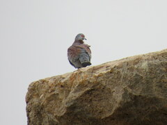 Columba guinea phaeonota