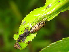 Chrysomela populi