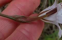 Prismatocarpus campanuloides