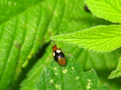 Monolepta quadriguttata
