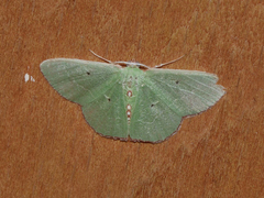 Nemoria lixaria