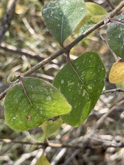 Lonicera etrusca