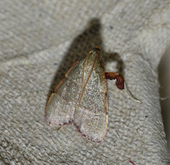 Basacallis tarachodes