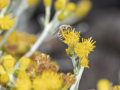 Colletes moricei