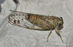 Neocicada hieroglyphica
