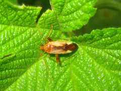 Adelphocoris suturalis