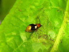 Monolepta quadriguttata