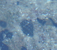 Tenguella marginalba