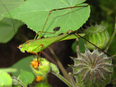 Phaneroptera nigroantennata