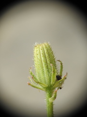 Picris rhagadioloides