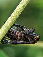 Phacusa crawfurdi