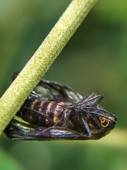 Phacusa crawfurdi