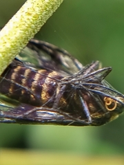 Phacusa crawfurdi