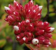 Crassula rubricaulis