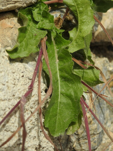 Image of Picris rhagadioloides by (c) Yves Bas, some rights reserved (CC BY)