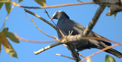 Patagioenas leucocephala