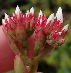 Crassula rubricaulis