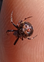 Araneus rotundulus