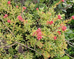 Crassula rubricaulis