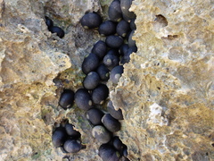 Nerita picea