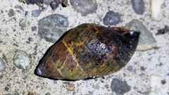 Dolicheulota formosensis