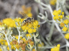 Bembix flavescens