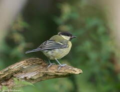 Parus major newtoni
