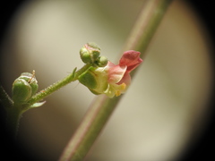 Scrophularia lucida