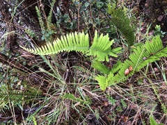 Polypodium pellucidum vulcanicum