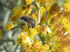 Tropinota squalida canariensis