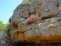 Scopelogena bruynsii