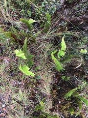 Polypodium pellucidum vulcanicum