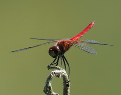 Aethriamanta nymphaeae